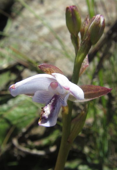 Eulophia zeyheriana, photographed by Robert Taylor