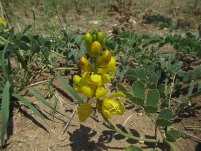 Senna italica, photographed by Robert Taylor