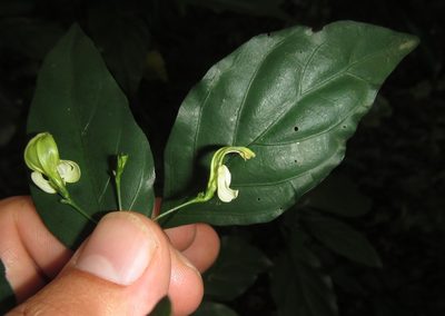 Justicia campylostemon, photographed by Robert Taylor