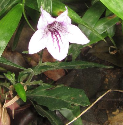 Asystasia varia, photographed by Robert Taylor