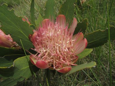 Protea dracomontana, photographed by Robert Taylor