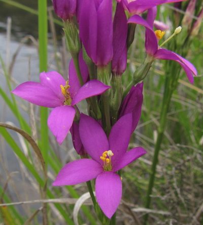Chironia krebsii, photographed by Robert Taylor