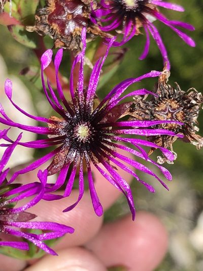 Erepsia pentagona, photographed by Dave U
