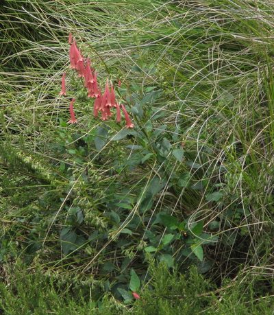 Phygelius aequalis, photographed by Robert Taylor