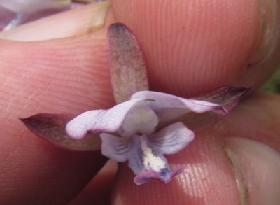 Eulophia zeyheriana, photographed by Robert Taylor