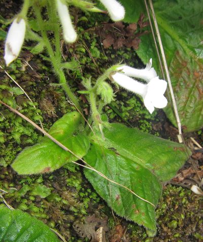 Streptocarpus pusillus, photographed by Robert Taylor