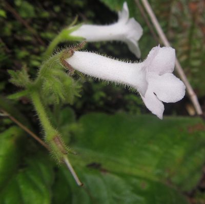 Streptocarpus pusillus, photographed by Robert Taylor