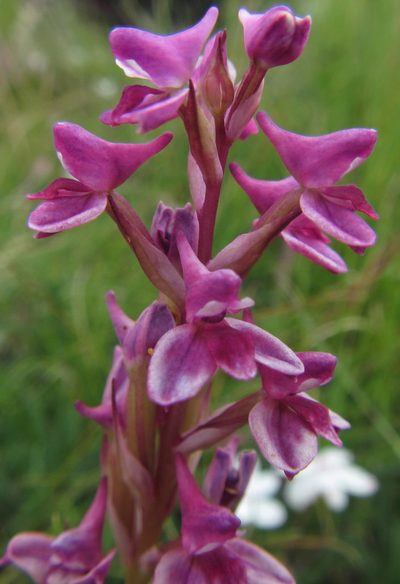Disa stricta, photographed by Robert Taylor