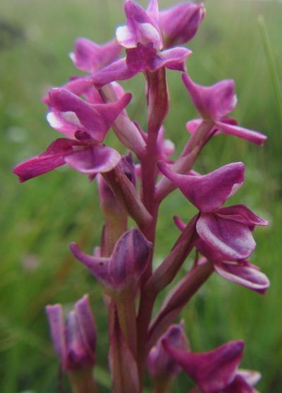 Disa stricta, photographed by Robert Taylor