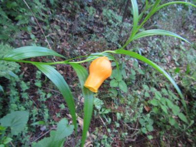 Sandersonia aurantiaca, photographed by Robert Taylor