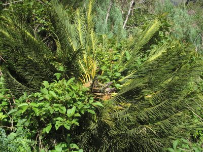 Encephalartos ghellinckii, photographed by Robert Taylor