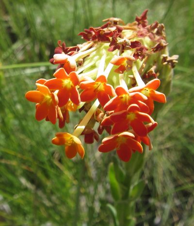 Glumicalyx goseloides, photographed by Robert Taylor