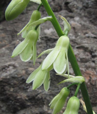 Galtonia viridiflora, photographed by Robert Taylor