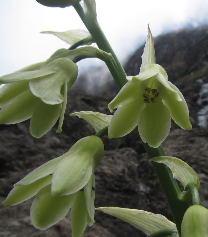 Galtonia viridiflora, photographed by Robert Taylor