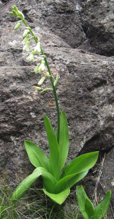 Galtonia viridiflora, photographed by Robert Taylor