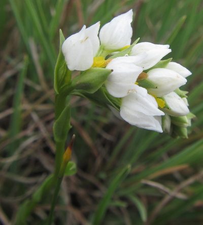 Schizochilus flexuosus, photographed by Robert Taylor