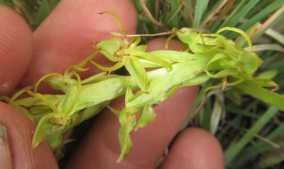 Habenaria lithophila, photographed by Robert Taylor