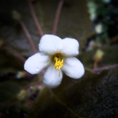 Amalophyllon macrophyllum, photographed by Oscar Marín
