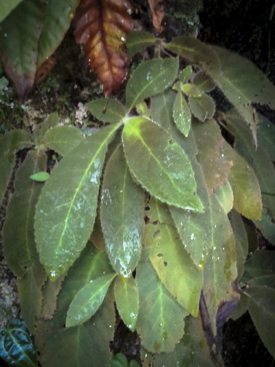 Amalophyllon macrophyllum, photographed by Oscar Marín
