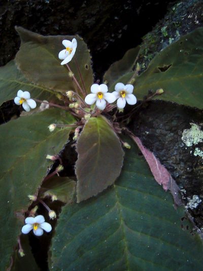 Amalophyllon macrophyllum, photographed by Oscar Marín