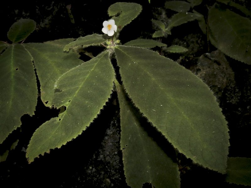 Amalophyllon macrophyllum, photographed by Oscar Marín