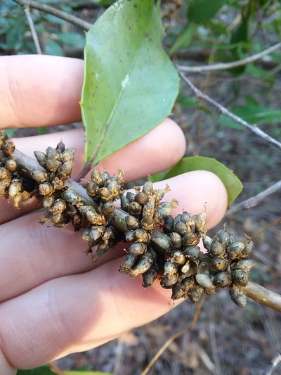 Cuscuta compacta, photographed by Will McFarland