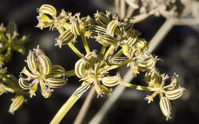 Cymopterus hallii, photographed by Craig Martin