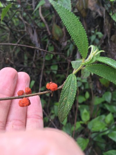 Debregeasia longifolia, photographed by Matt Berger