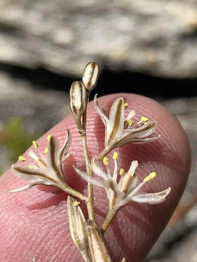 Geschollia calcarata, photographed by Dave U