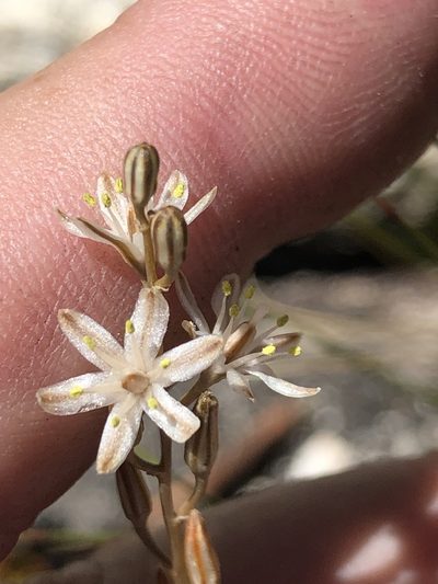 Geschollia calcarata, photographed by Dave U