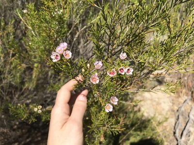 Chamelaucium uncinatum, photographed by Cal Wood