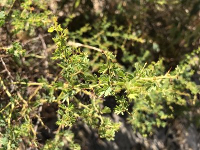 Acacia pulchella, photographed by Cal Wood