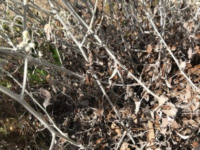 Pithocarpa cordata, photographed by Cal Wood