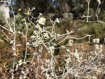 Pithocarpa cordata, photographed by Cal Wood