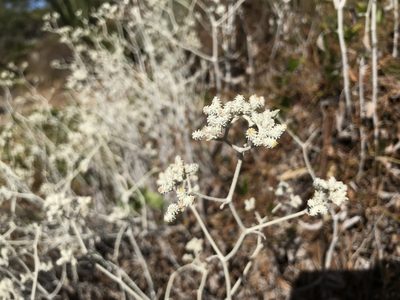 Pithocarpa cordata, photographed by Cal Wood