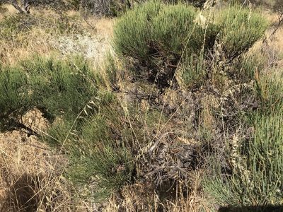 Allocasuarina humilis, photographed by Cal Wood