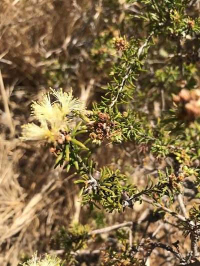 Melaleuca systena, photographed by Cal Wood