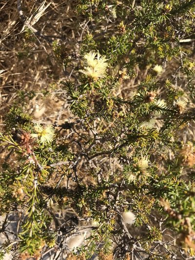 Melaleuca systena, photographed by Cal Wood