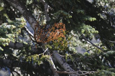 Phoradendron pauciflorum, photographed by Jon Sullivan