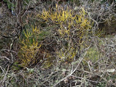 Hakea rostrata, photographed by Terra Occ