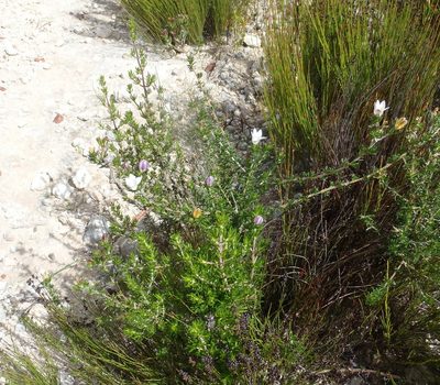 Wahlenbergia calcarea, photographed by Nicola van Berkel