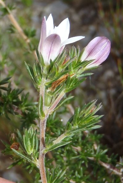 Wahlenbergia calcarea, photographed by Nicola van Berkel