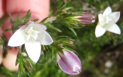 Wahlenbergia calcarea, photographed by Nicola van Berkel