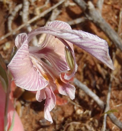 Gladiolus virescens, photographed by Nicola van Berkel