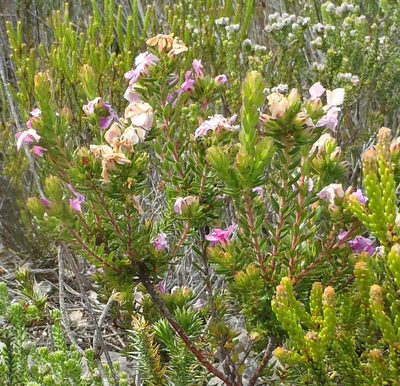 Acmadenia mundiana, photographed by Nicola van Berkel