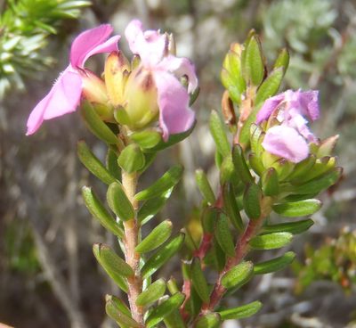 Acmadenia mundiana