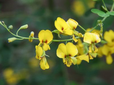Goodia lotifolia, photographed by Terra Occ