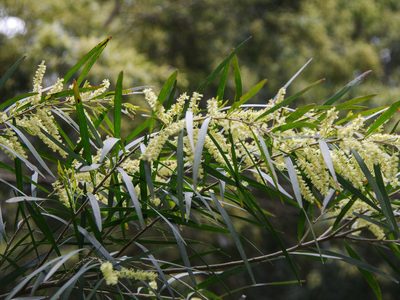 Acacia floribunda, photographed by Terra Occ