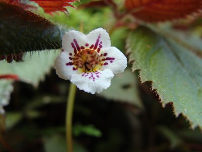 Achimenes candida