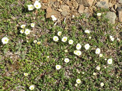 Dryas ajanensis, photographed by Lauren McLaurin
